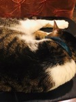 image1.jpeg